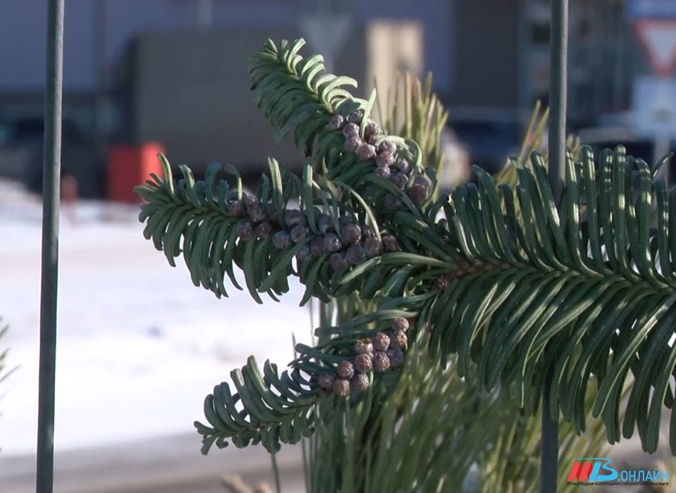 В Волгоградской области более 1500 елок сдали на переработку