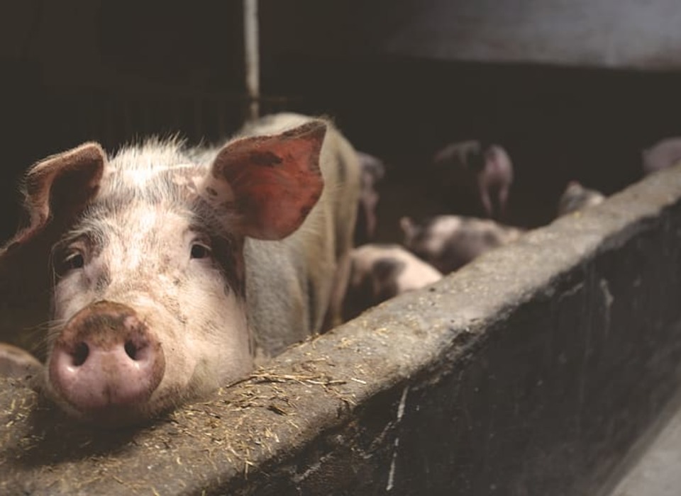 В Волгоградской области зарегистрировали вспышку африканской чумы свиней