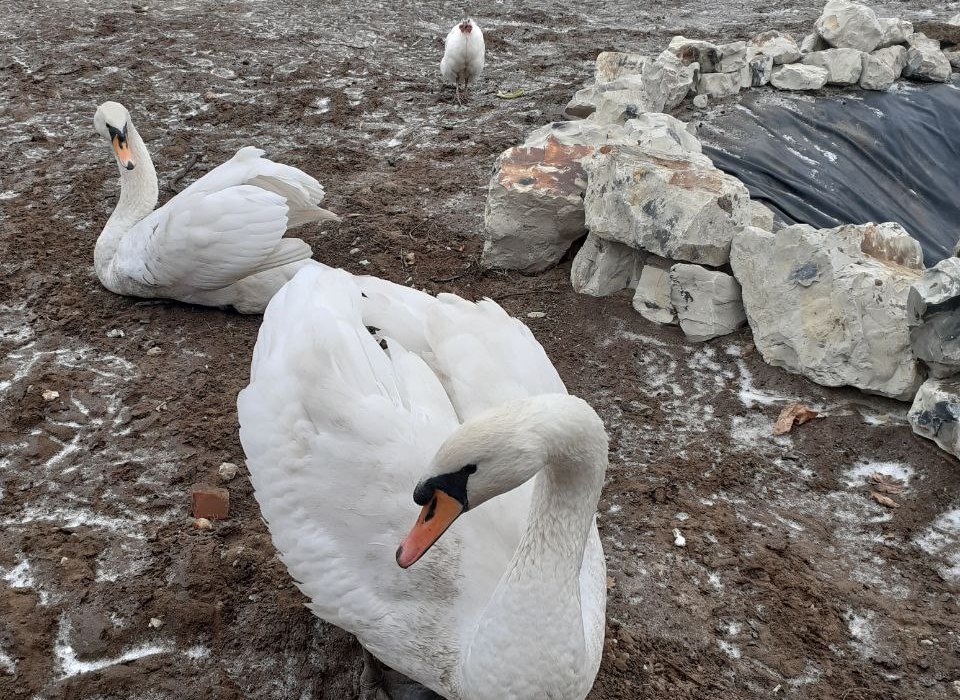 В парке Камышина внезапно умерла пара лебедей