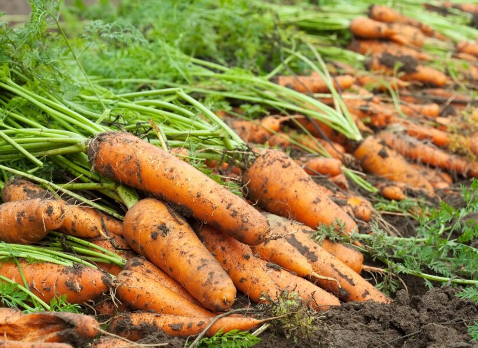 С территории Волгоградской области в Казахстан отправили 140 тонн моркови
