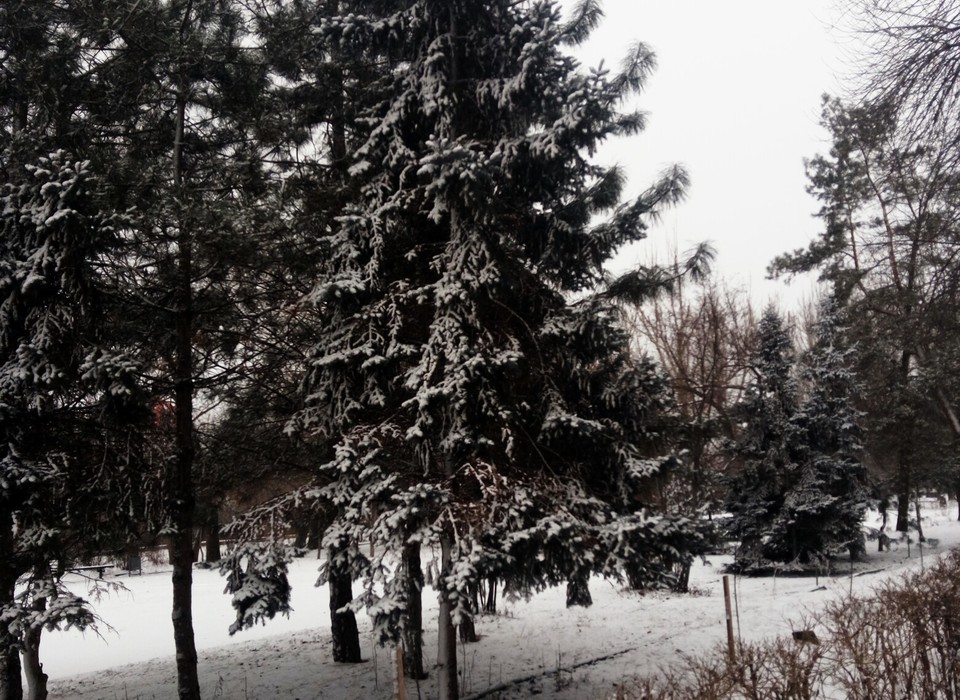 21 февраля в Волгограде спрогнозировали снег и туман