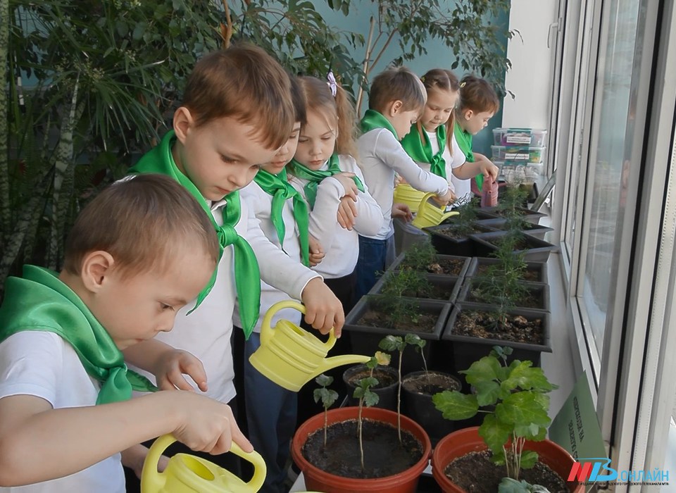 В Волгограде юные активисты проекта "Проросток" высадили семена каштана и бархатцев