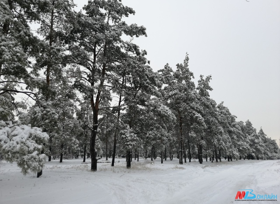 В Волгоградской области ударит мороз до -19º