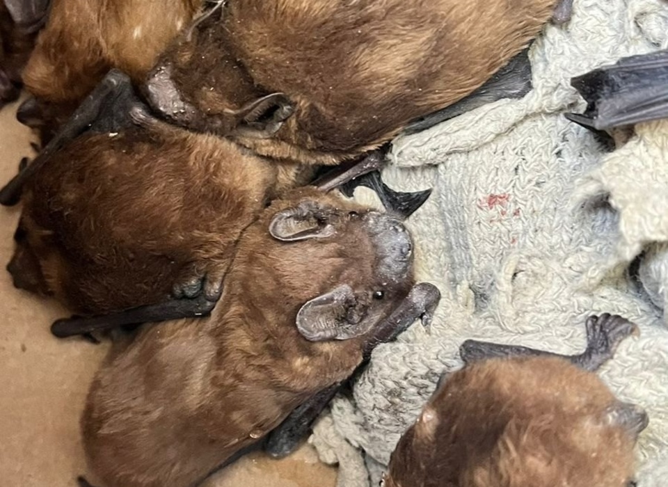 В Волгограде спасают летучих мышей, которых разбудили при ремонте ДК Гагарина