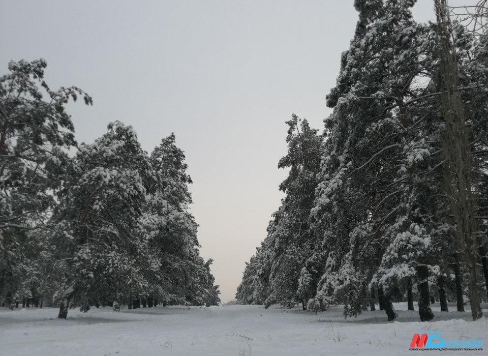 Новая неделя в Волгоградской области начнется с морозов до -15º