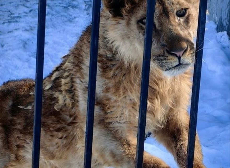 Львёнка, напавшего на девочку в Саратове, приютили в зооцентре Волгограда
