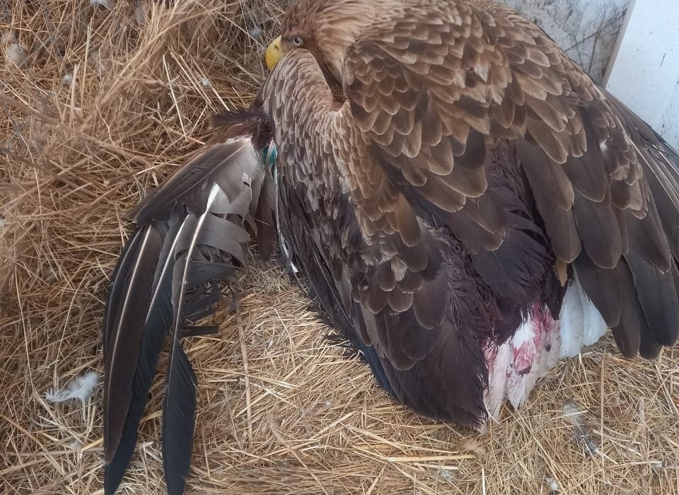 Раненому под Волгоградом орлану ампутируют простреленное крыло