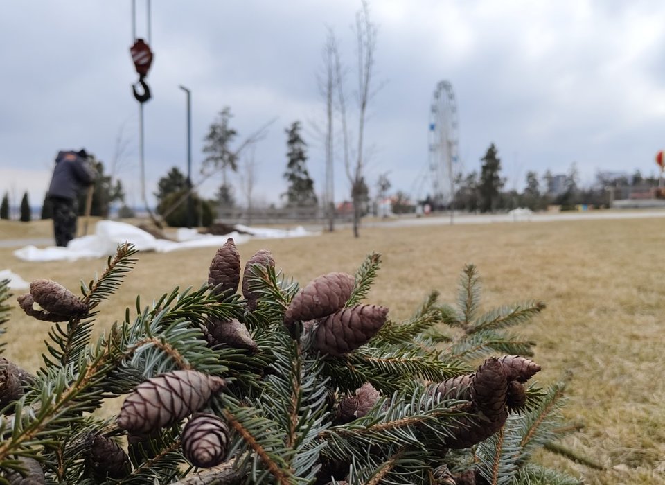 В Волгограде в ЦПКиО высадили первые в этом сезоне деревья