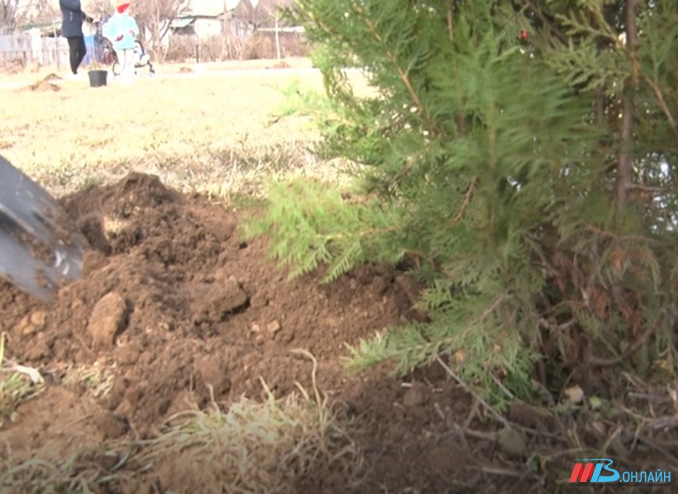 В Волгоградской области в память о героях высадили более 120 тысяч деревьев