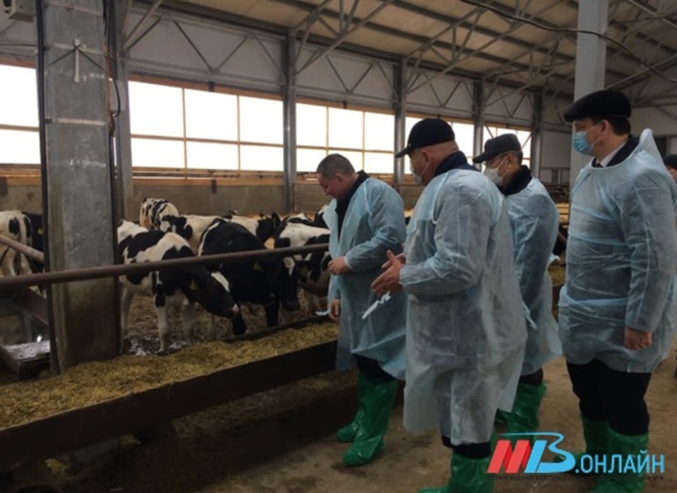 В Волгоградской области выросло производство молока