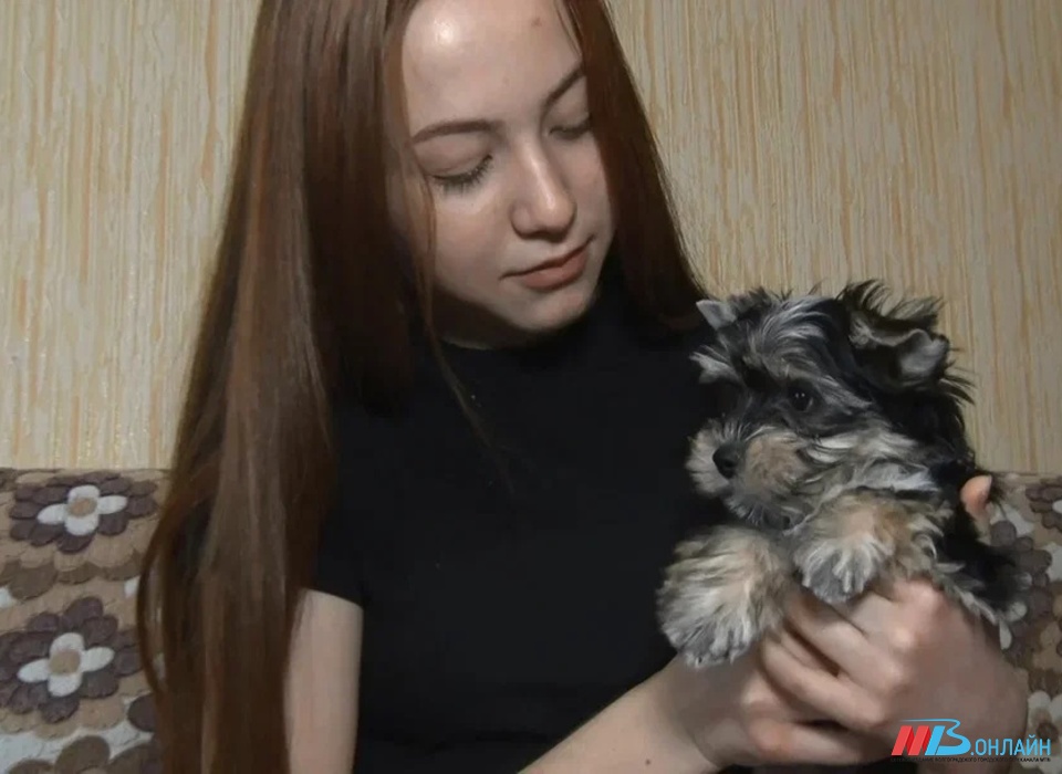 В Волгограде девушка потеряла 32 тыс рублей покупки собаки онлайн
