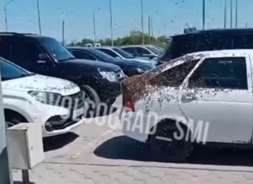Автомобиль, который атаковали тысячи пчел, обсуждают в Волгограде