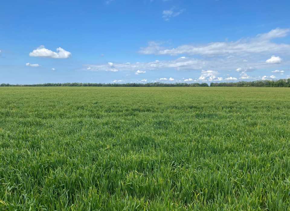 В Волгоградской области увеличат площадь ярового посева
