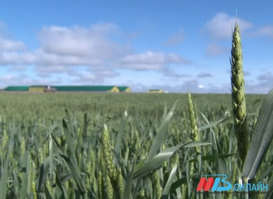 В Волгоградской области обнаружили 11 гектаров заросших сельхозугодий
