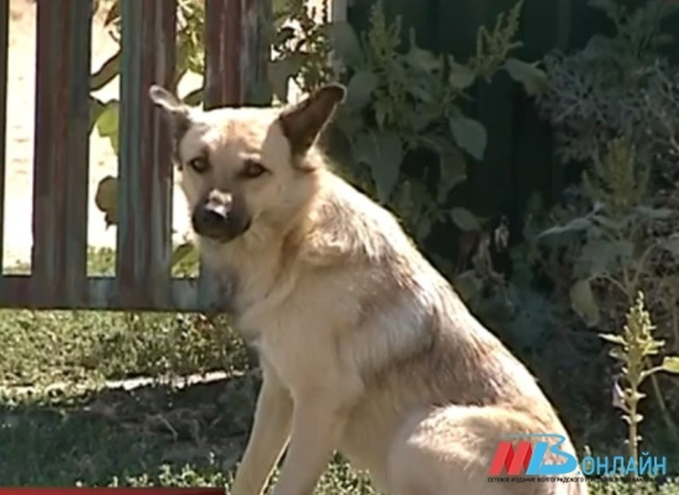 В Волгограде бездомная собака покусала мужчину за ногу