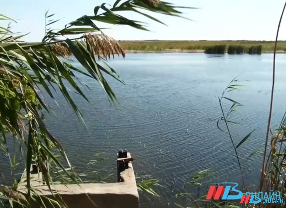 В Волгограде обсуждают мужчину, ударившего женщину на Латошинском пруду