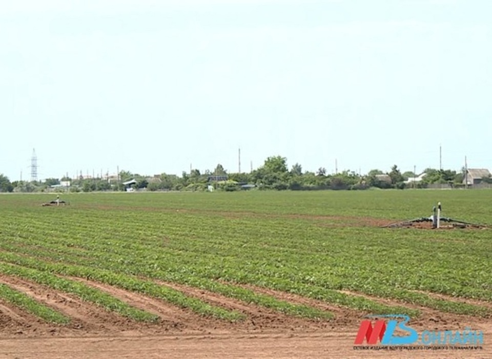 В Волгоградской области пресечено зарастание и захламление земель сельхозназначения