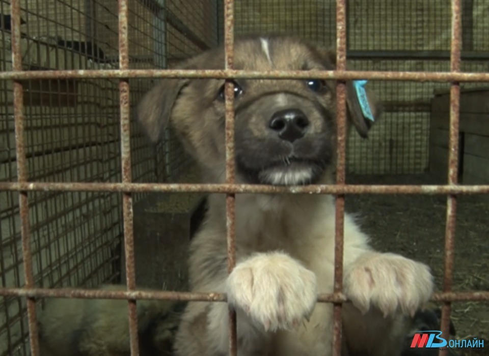 Выселяют на улицу: приют для собак-инвалидов "ДворНяшки" под Волгоградом в беде
