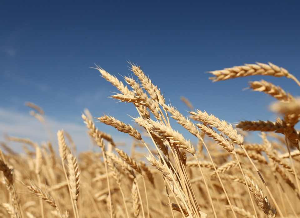 Аграрии Волгоградской области собирали миллион тонн зерна