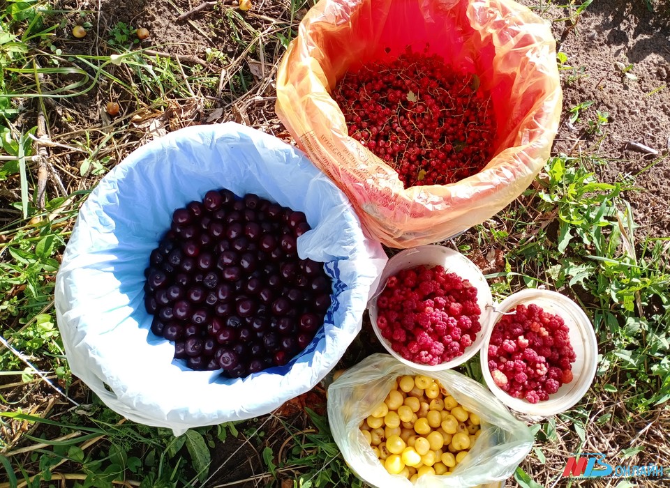 В разгар сезона ягод и фруктов волгоградцам предлагают широкий ассортимент летних лакомств