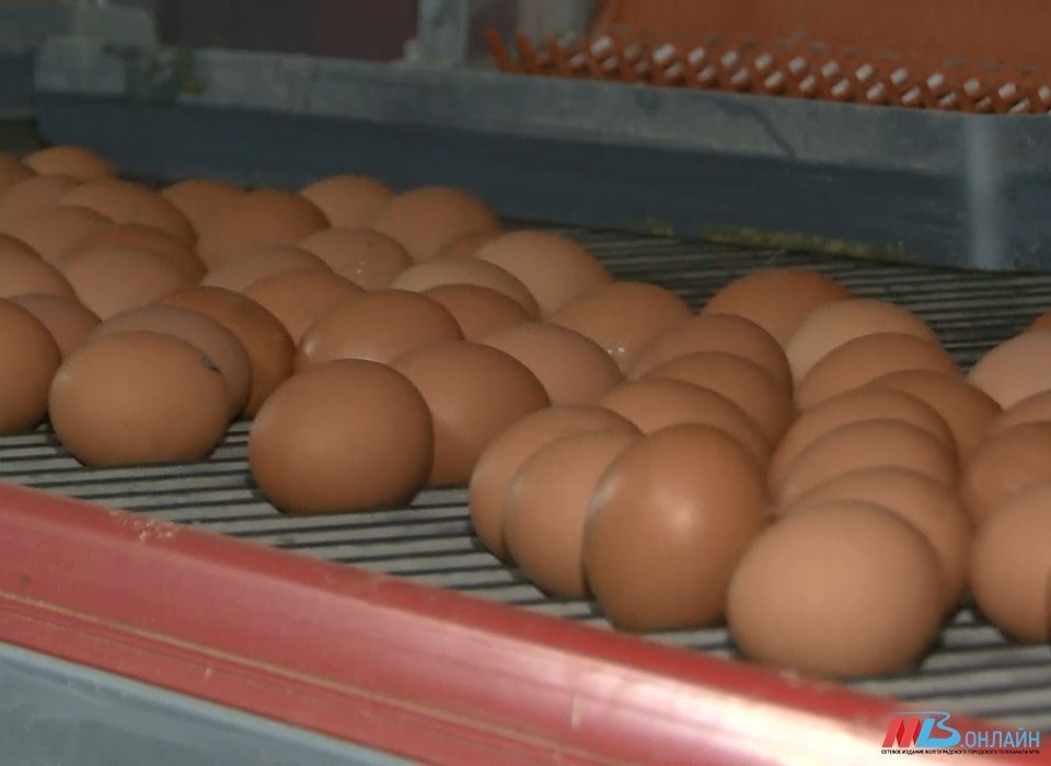 Волгоградские курицы за несколько месяцев снесли более 300 миллионов яиц