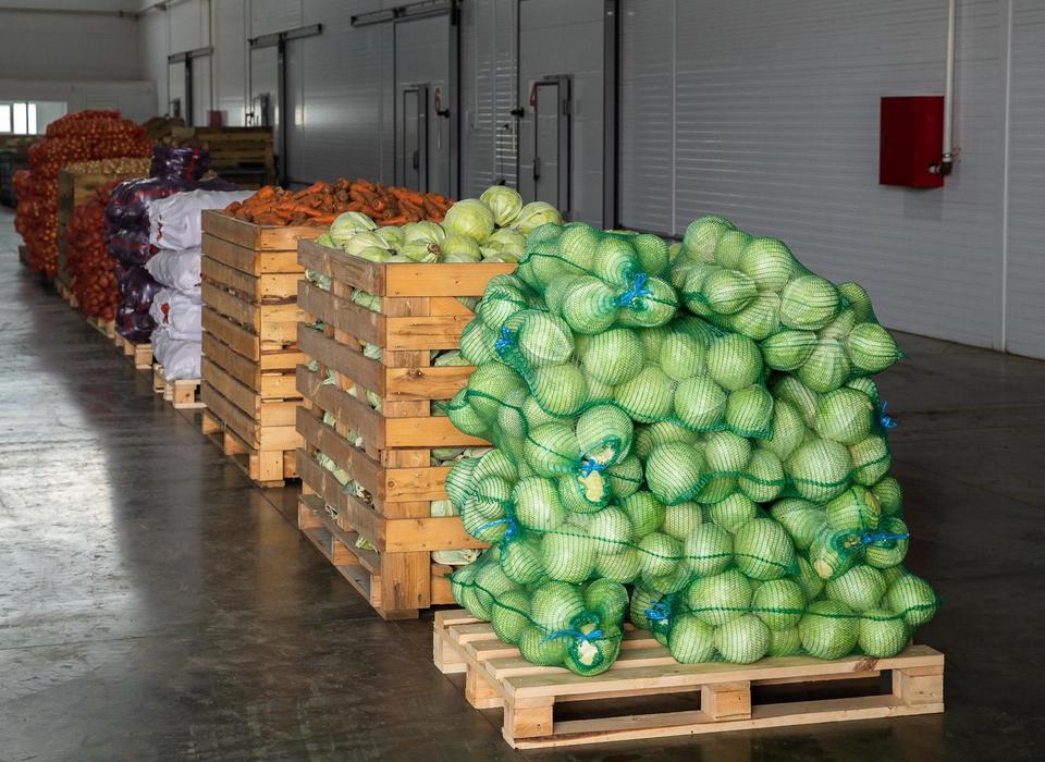 Более 40 тысяч тонн ранних овощей произвели овощеводы Волгоградской области