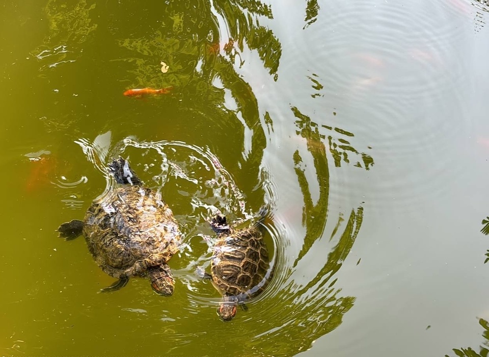 В волгоградском ЦПКиО открывают канал с черепахами и «Кометами»