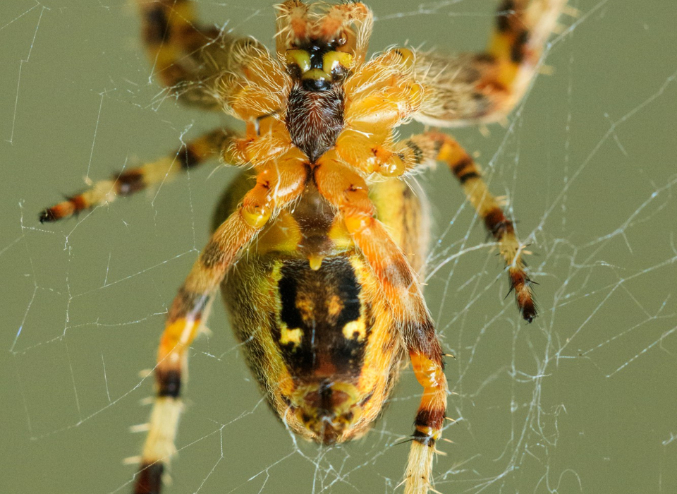 Огромного паука с необычной паутиной нашла в своём доме волгоградка