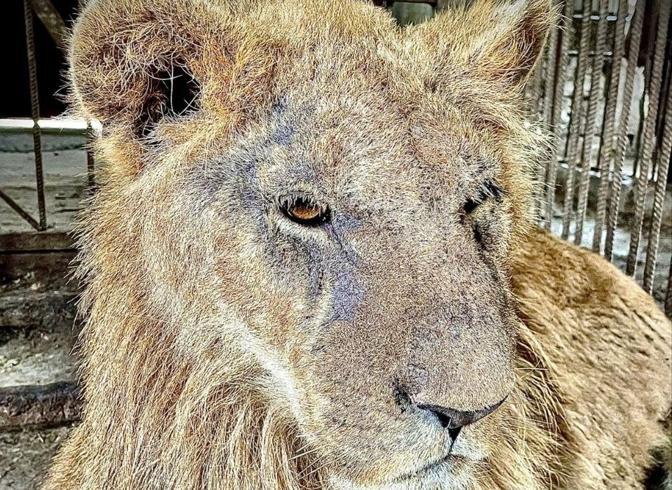 Волгоградские зоозащитники ищут в Дагестане пропавшего без вести львенка