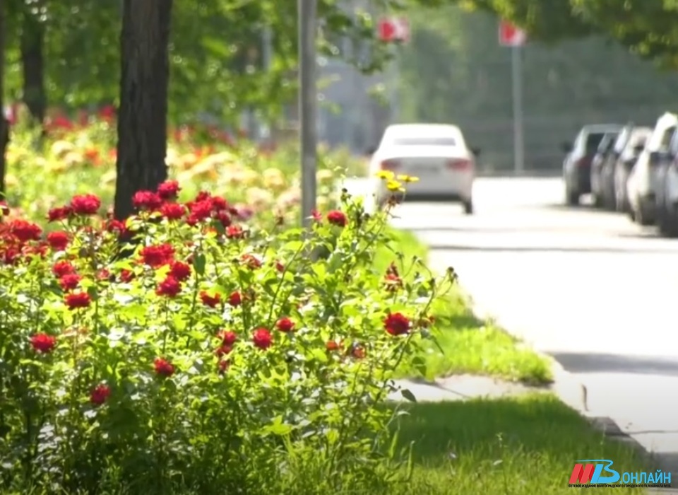 Волгоградцы сняли на видео нападение на девочек-квадробиков