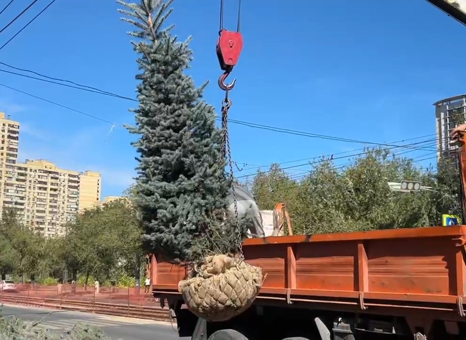 В центре Волгограда 50 елей появятся в рамках программы озеленения