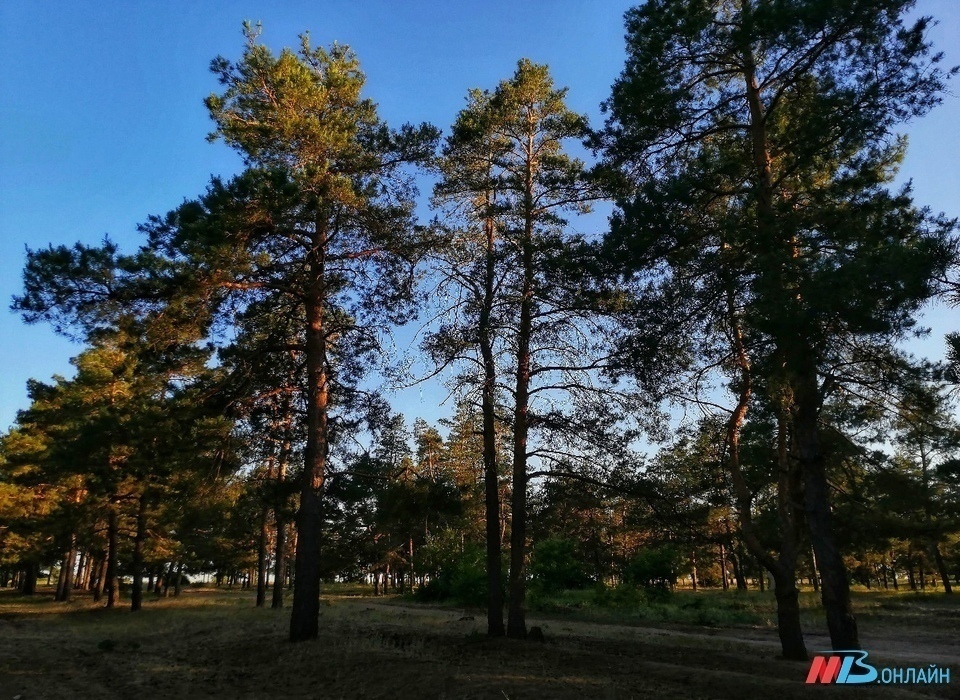 Волгоградцы обсуждают запах гари из-за вспыхнувшего леса и дач