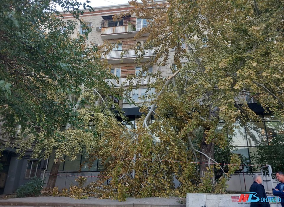 Волгоградцам рассказали, какие действия нужно предпринять при укусе клеща