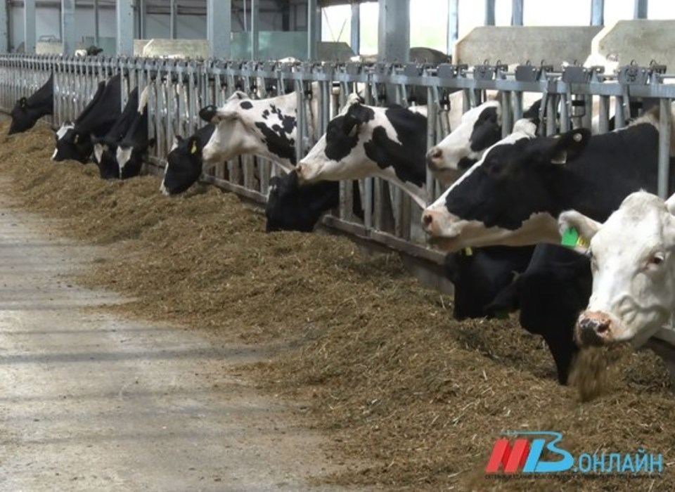 В Волгоградской области из 100 кг сырого молока сделали 117 кг молочной продукции