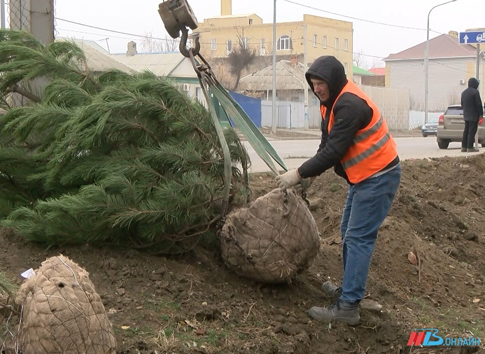 В Волгограде сажают хвойные деревья вдоль улицы Рокоссовского