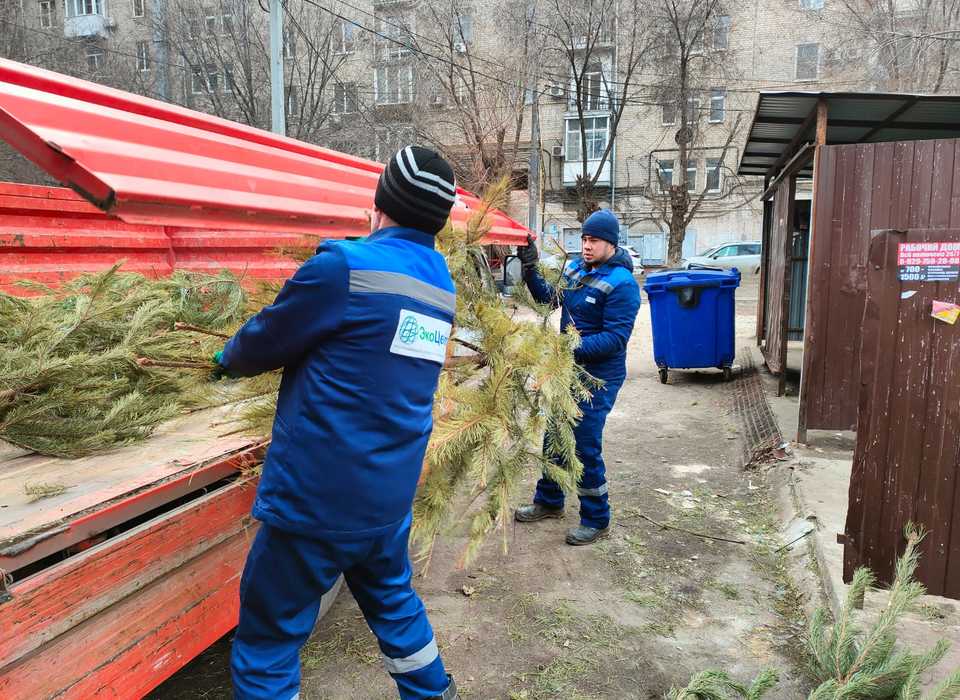 Жители Волгограда и Волжского выкинули почти 1000 хвойных деревьев