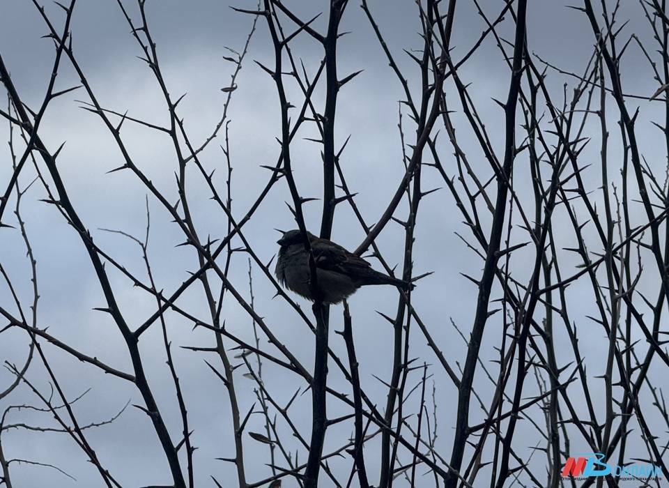 9745 воробьев насчитали в ходе переписи в Волгоградской области