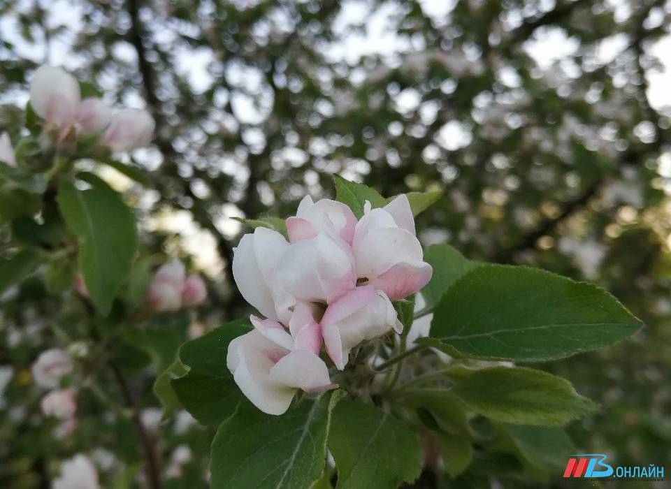 До +12° прогреется воздух в Волгоградской области 9 марта