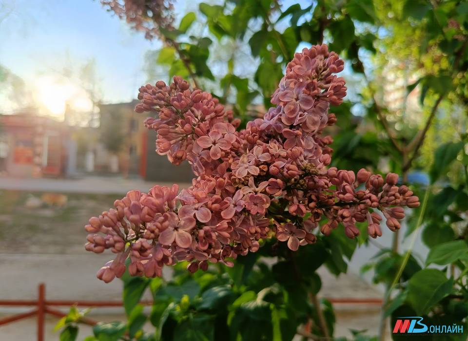 Что волгоградцам строго запрещается делать 1 мая, чтобы беды обошли стороной