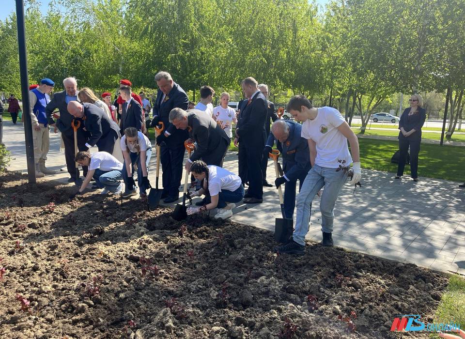 У подножия Мамаева кургана в Волгограде высадили донецкие розы