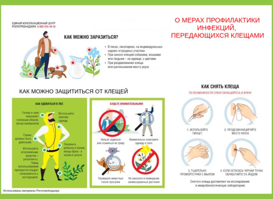 За неделю в Волгоградской области от укусов клещей пострадали 132 человека