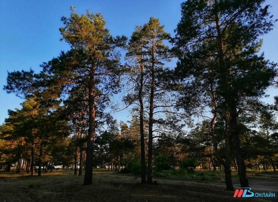 Пожароопасную обстановку в Волгоградской области контролируют из космоса