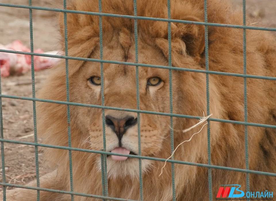 Волгоградцам запретили держать дома 121 вид животных: от кобр до тигров