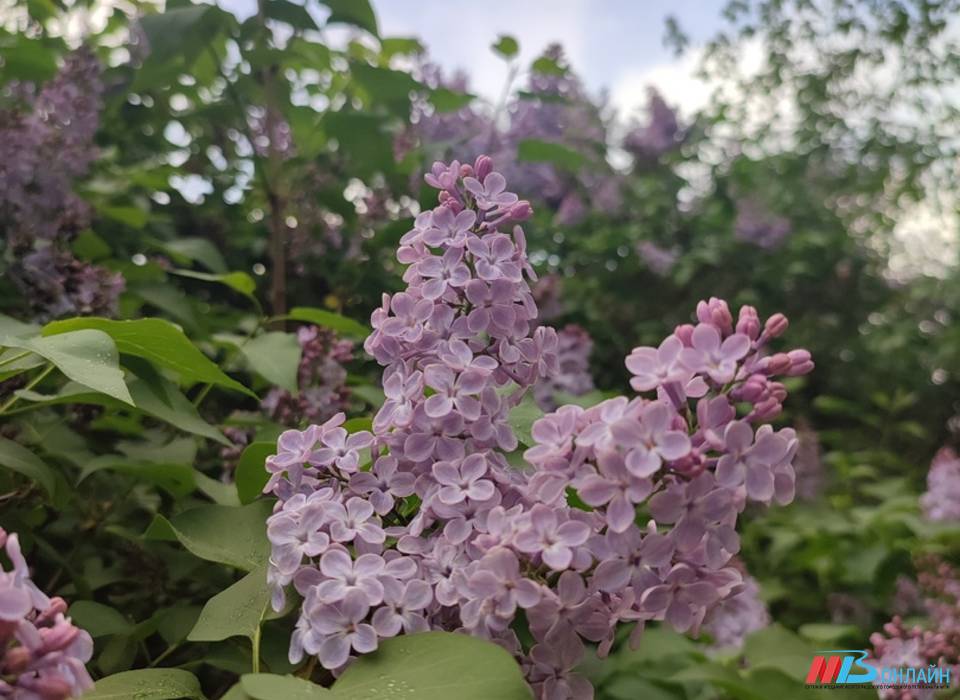 За сорванную сирень волгоградцам грозит штраф до 500 тысяч рублей