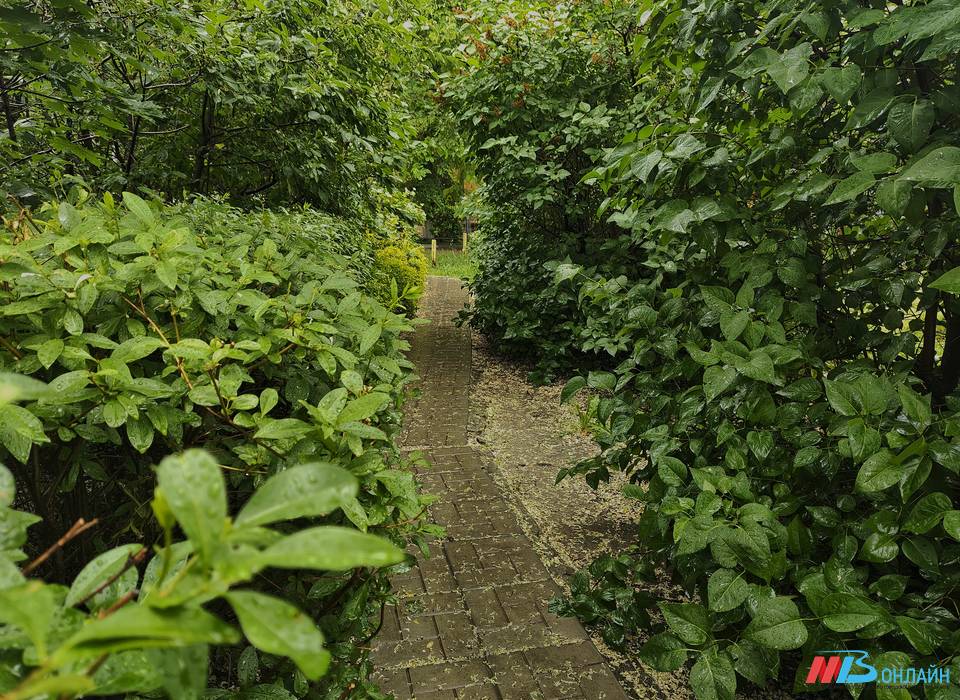 За неделю жертвами клещей стали 144 жителя Волгоградской области