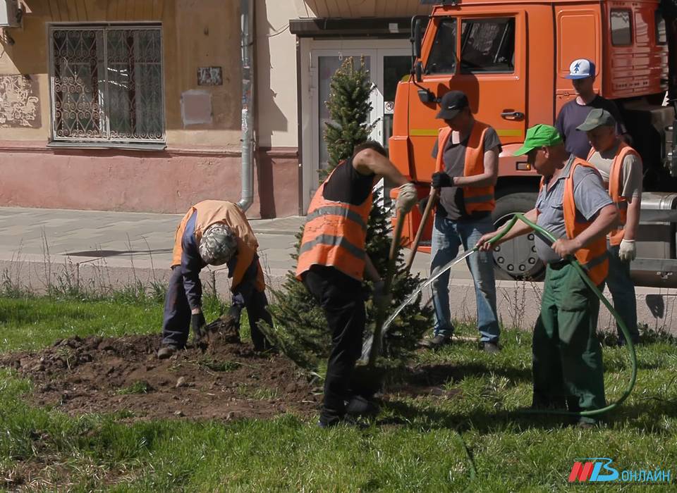 На улице Дзержинского в Тракторозаводском районе высадили еще более 100 деревьев