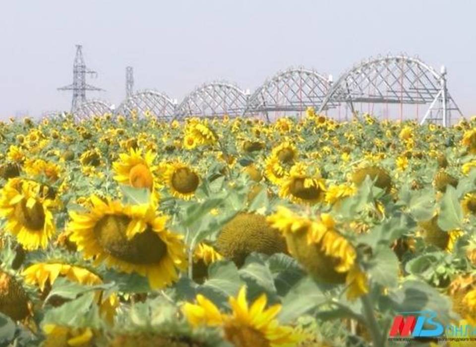 2 тысячи тонн подсолнечного масла для экспорта в Китай проверили в Волгограде