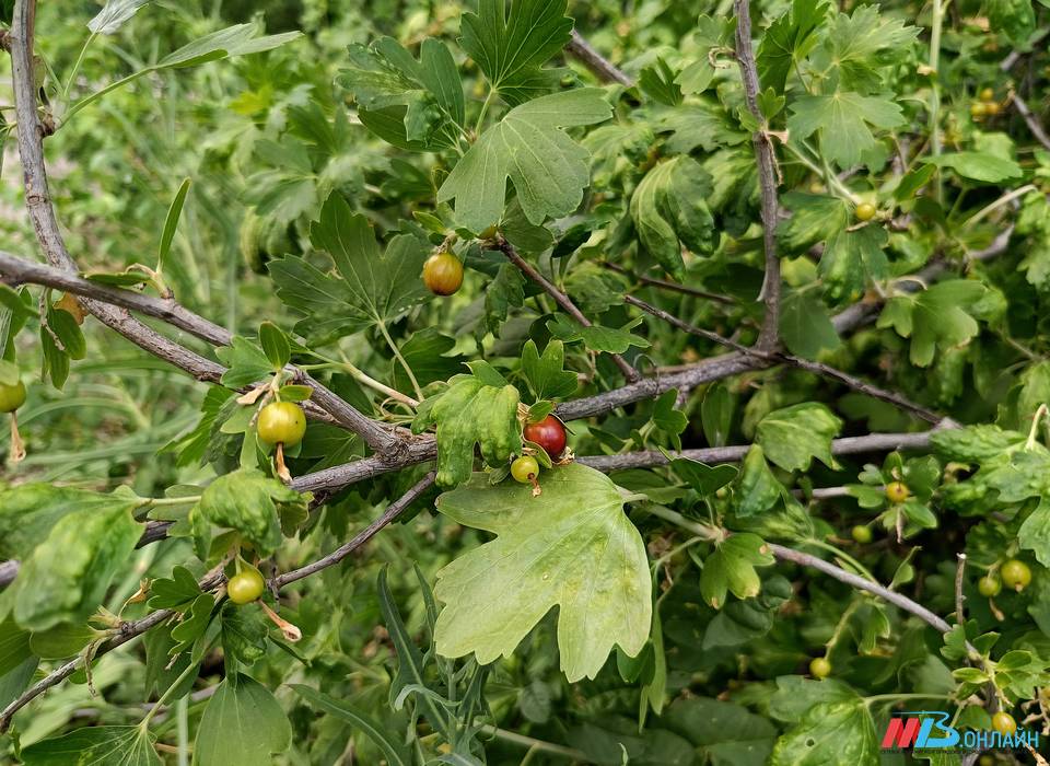 В Волгоградской области фермеры активно борются с саранчой