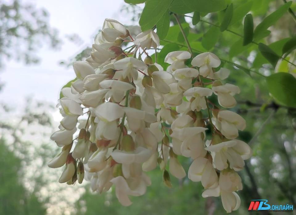 Что волгоградцам следует делать 10 июня, чтобы беда обошла дом стороной