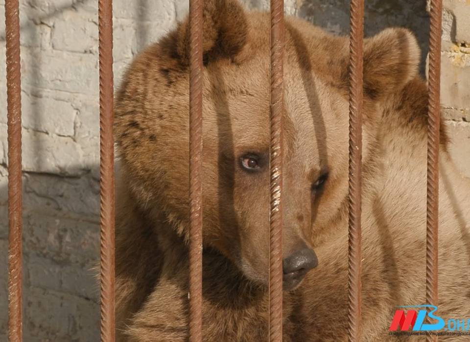 Волгоградским владельцам экзотических животных грозят штрафы